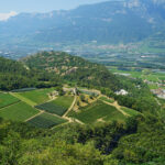 Blick auf viele Weinberge und Obstgärten