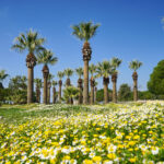 Frühling in Pamukkale 🌸💮🌞