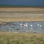 Flamingos 🦩🦩 am Kızılırmak